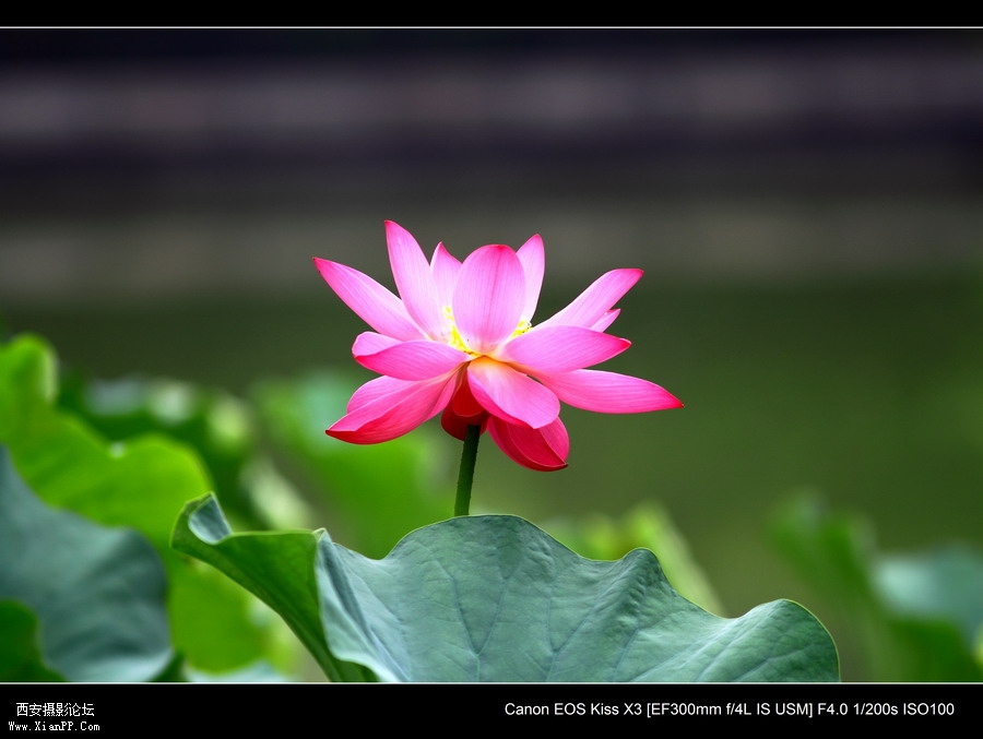 20110622 荷花2467_调整大小.JPG