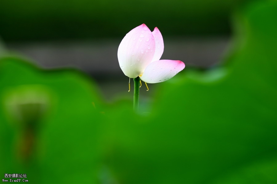 20110622 荷花2488_调整大小.JPG