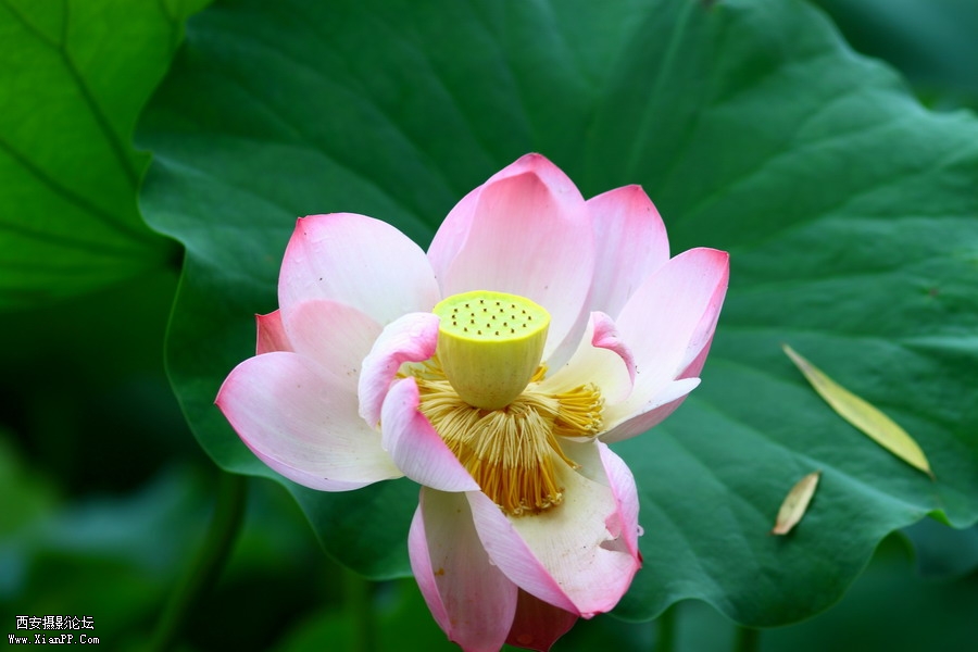 20110622 荷花2492_调整大小.JPG