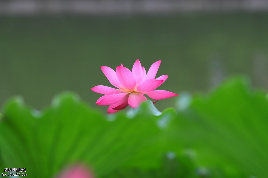 20110622 荷花2512_调整大小.JPG