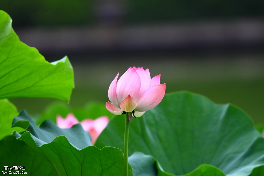 20110622 荷花2514_调整大小.JPG