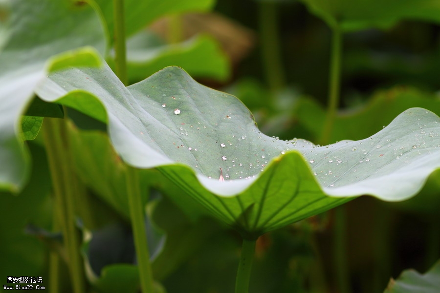 20110622 荷花2519_调整大小.JPG