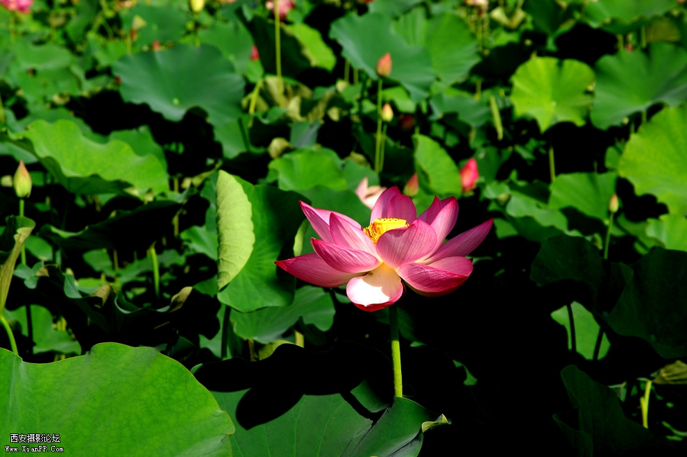 DSC_0041.JPG