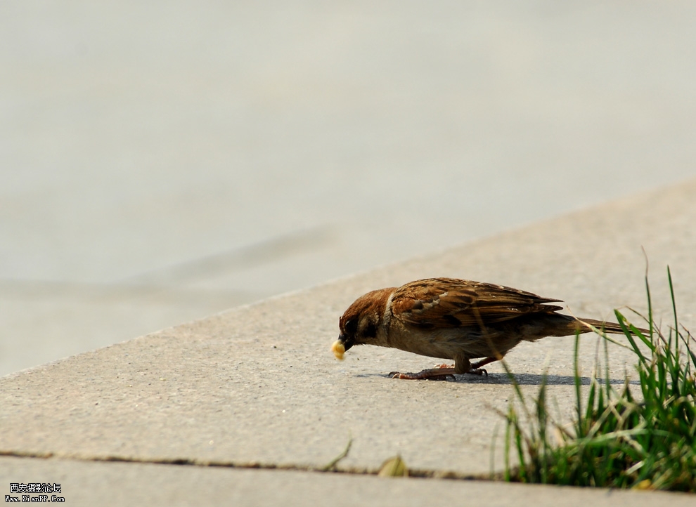 DSC_0074.JPG