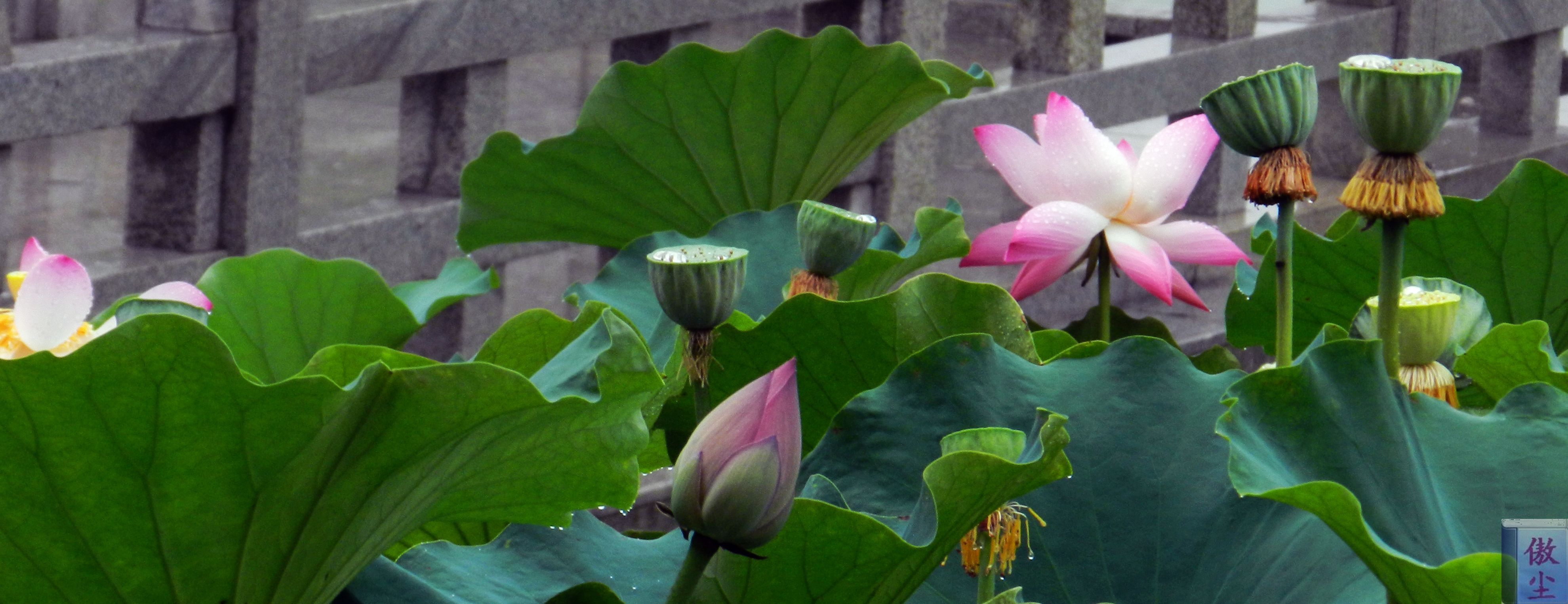 DSCN0957.JPG