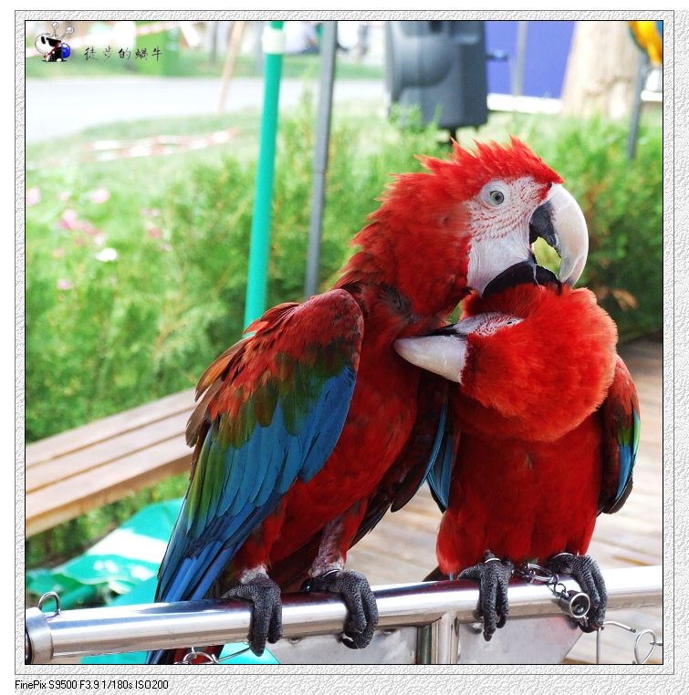红鹦鹉.jpg
