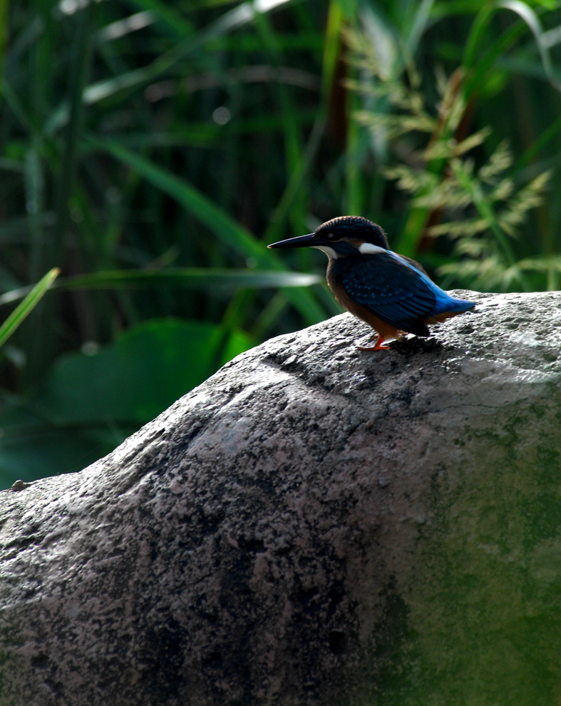 DSC_0031.JPG