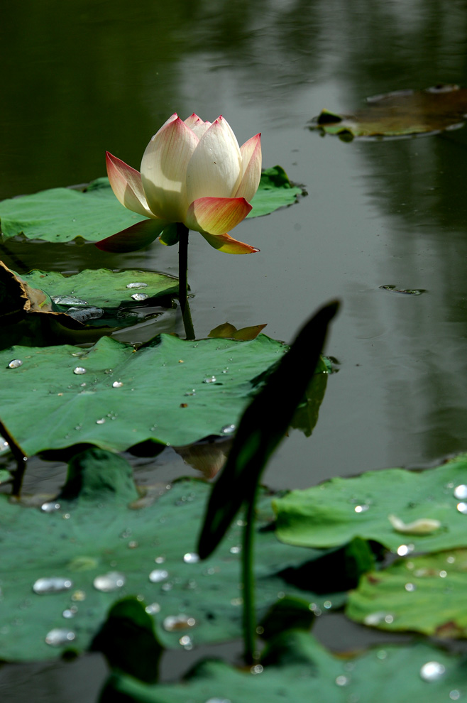 DSC_0113.JPG
