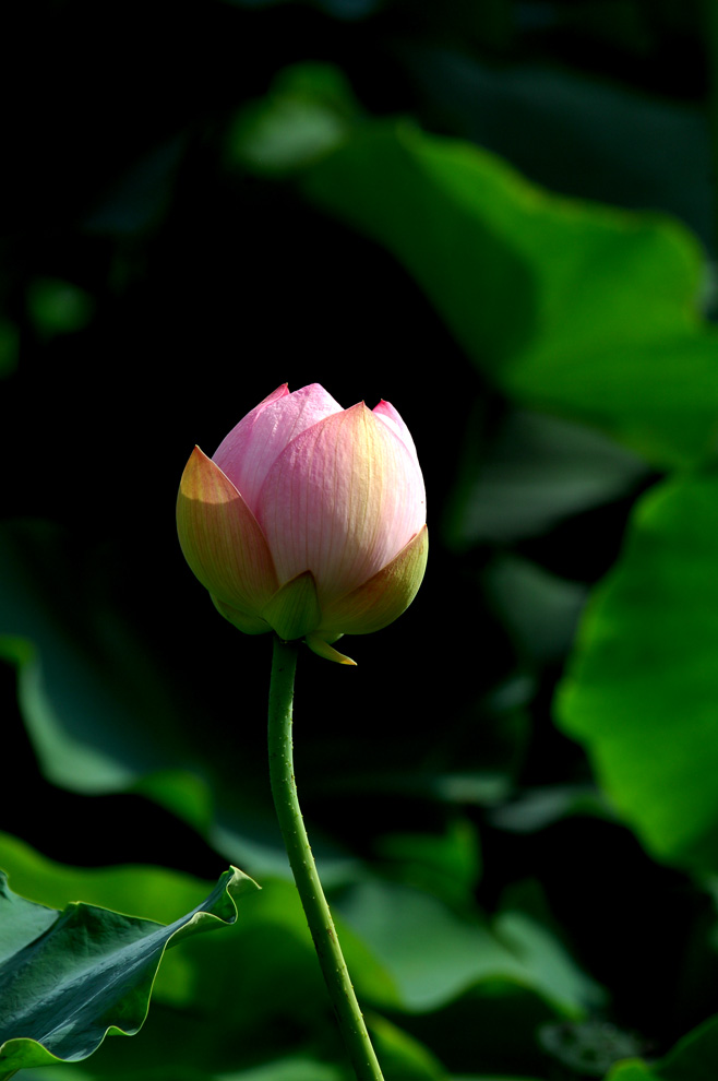 DSC_0093.JPG