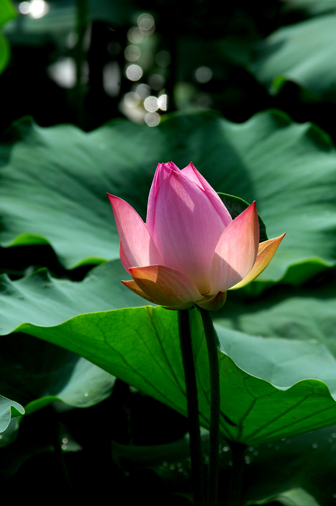 DSC_0061.JPG
