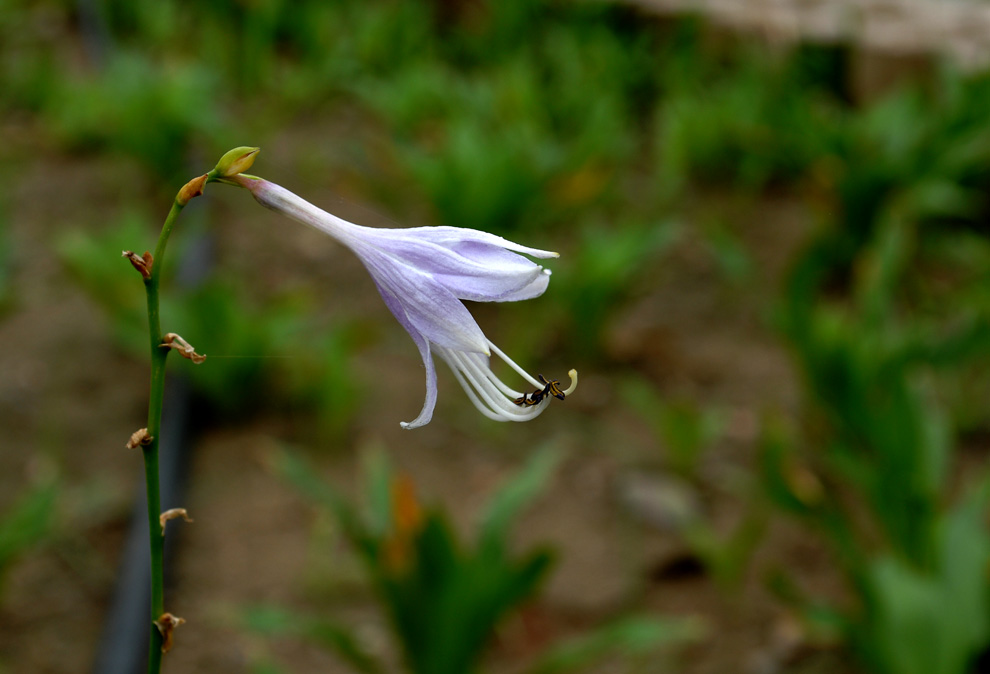 DSC_0034.JPG