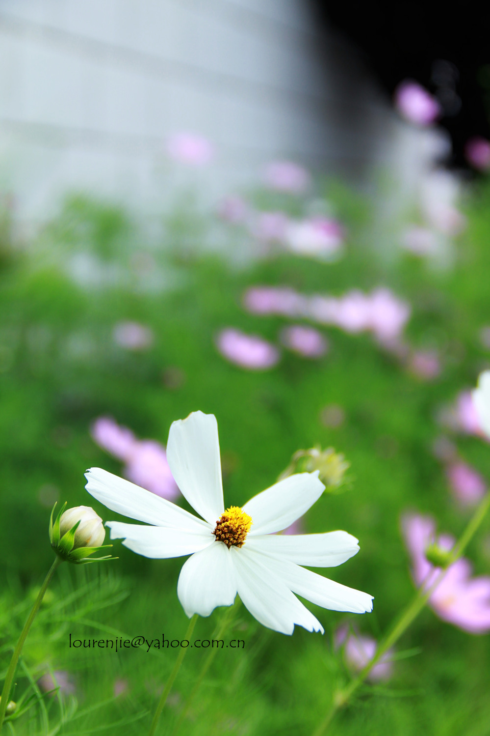 IMG_6958_副本.jpg