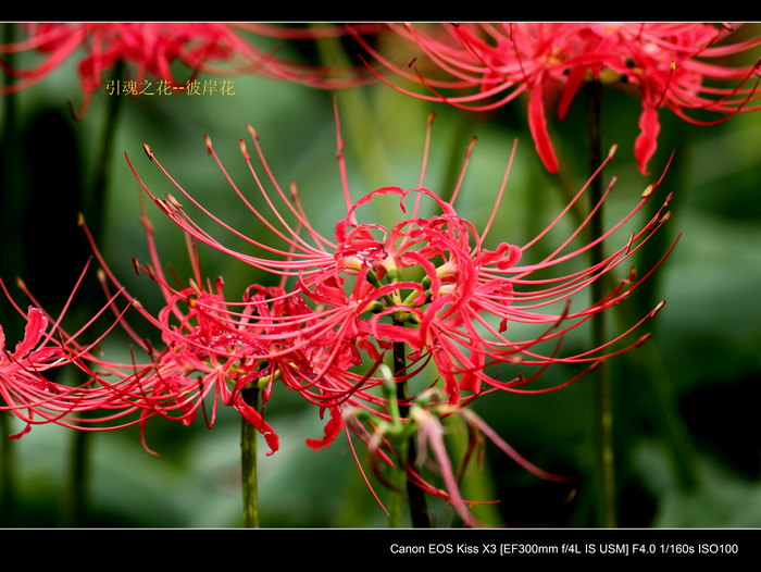 nEO_IMG_20110912植物园2913.jpg