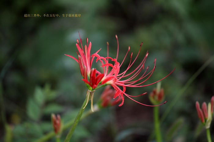 nEO_IMG_20110912植物园2968.jpg