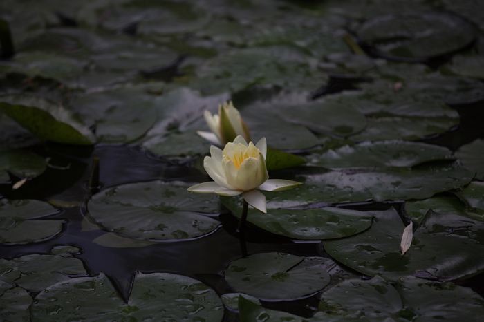 nEO_IMG_20110912植物园2949.jpg