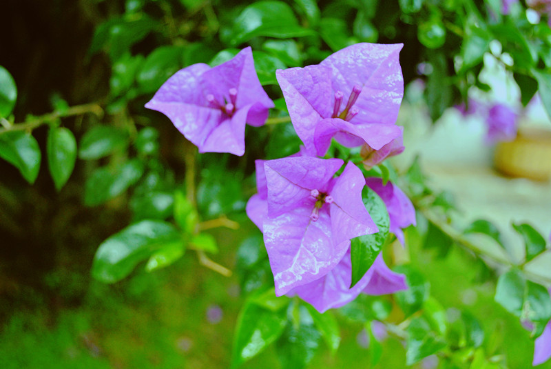 DSC_0308_副本.jpg