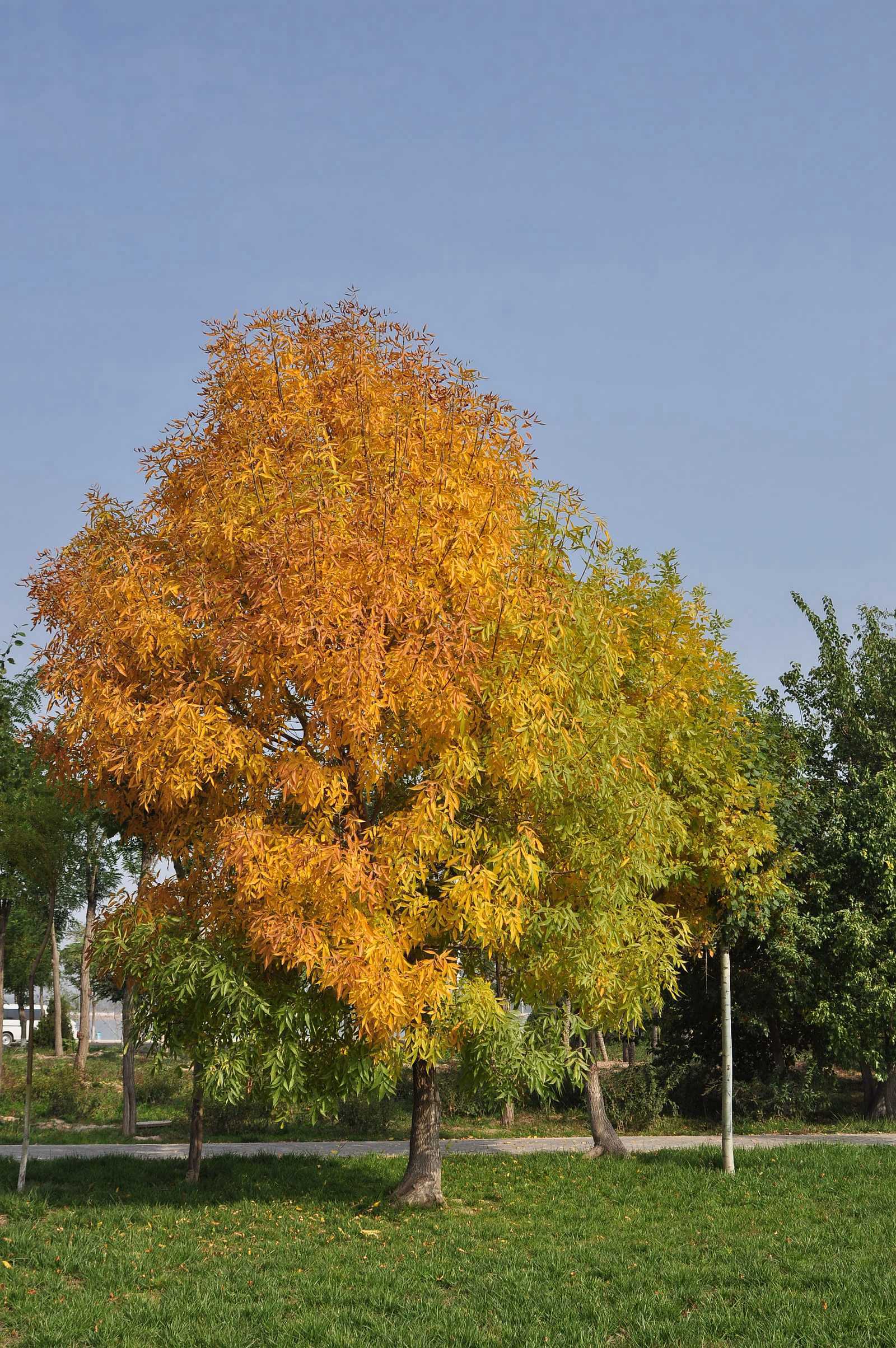 DSC_5342.jpg