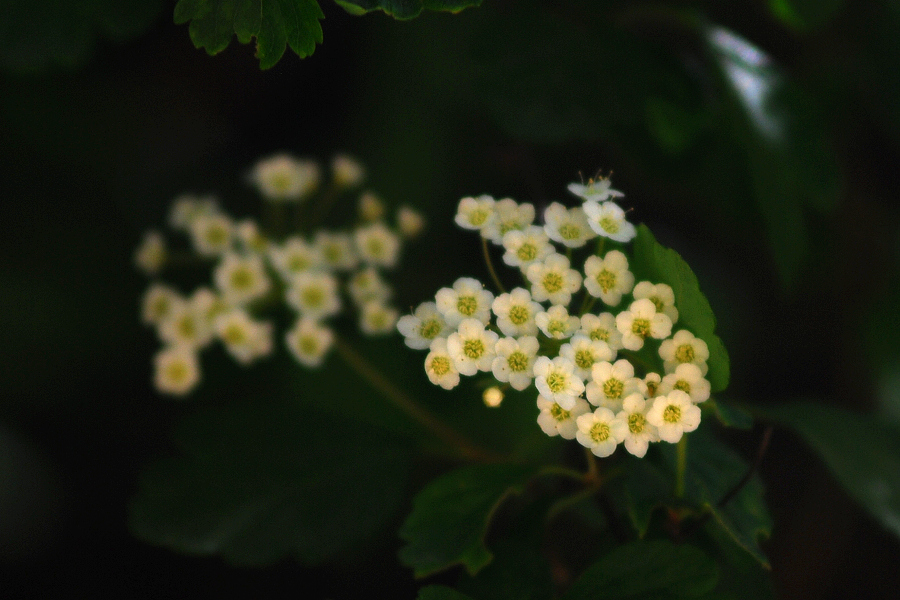 DSC_0619.jpg