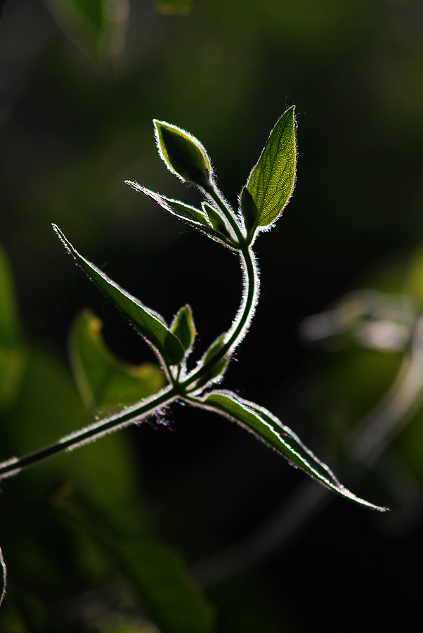 DSC_0672.jpg