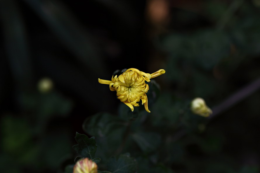 1028 秋天的几张5016_调整大小.JPG