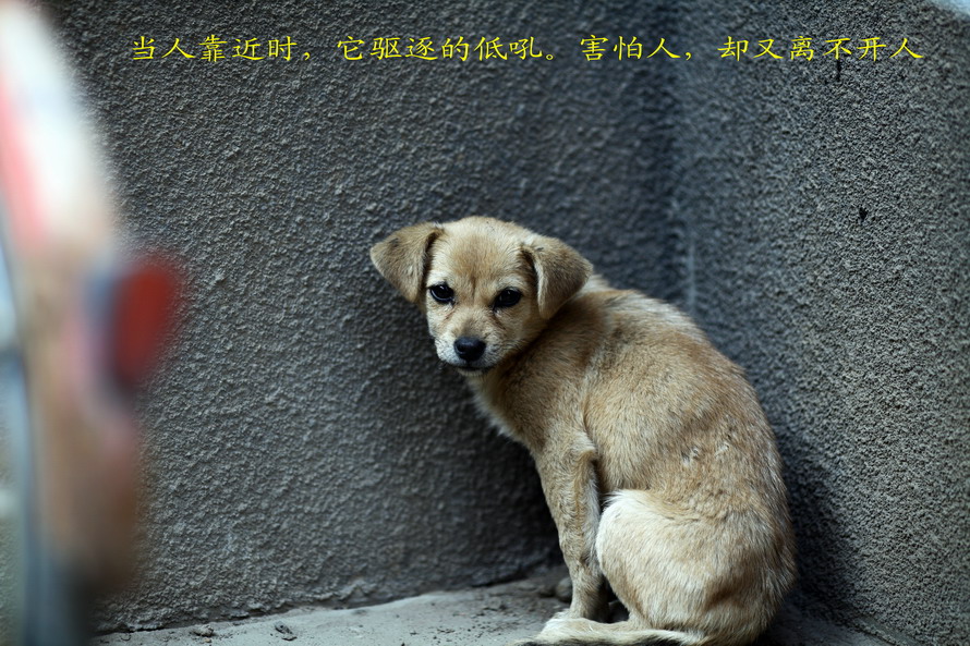 1028 秋天的几张5033_调整大小.JPG