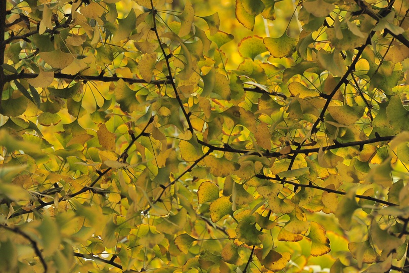 DSC_7742.JPG