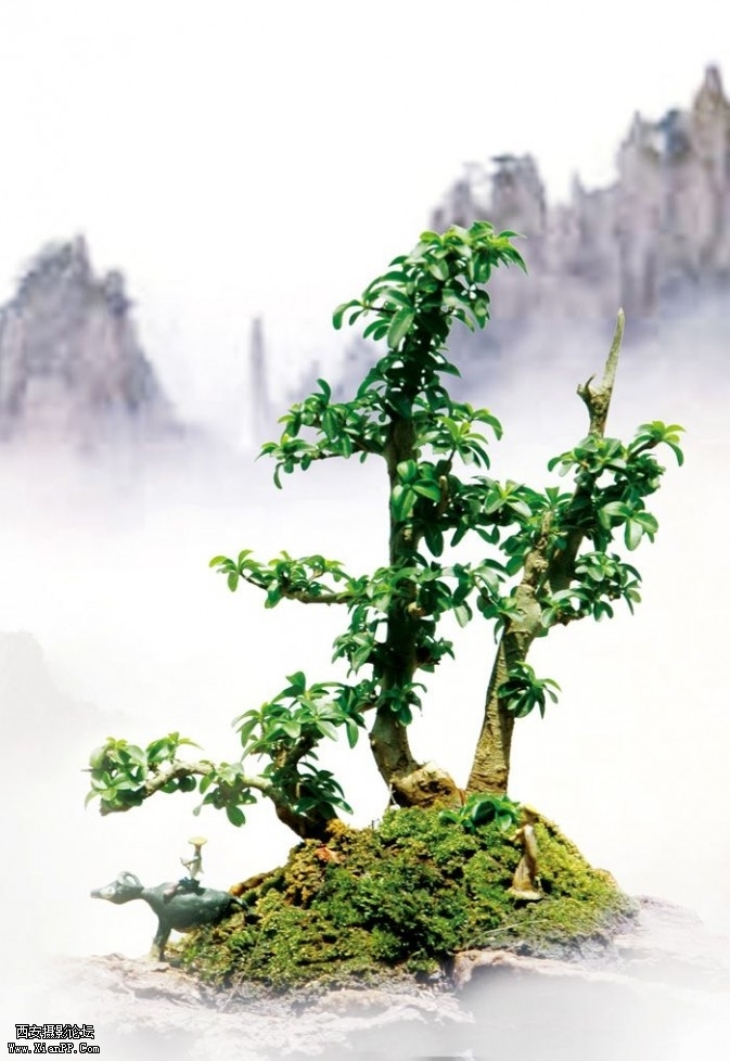 penjing1-673x978.jpg