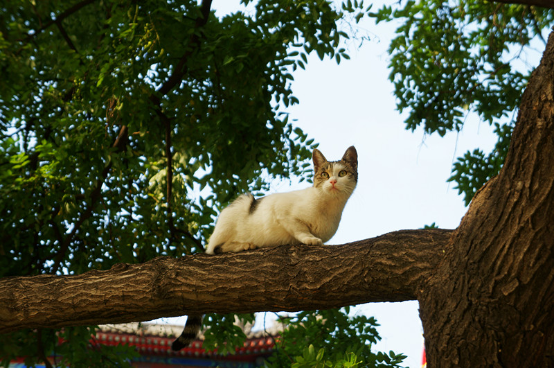 环城公园里的猫