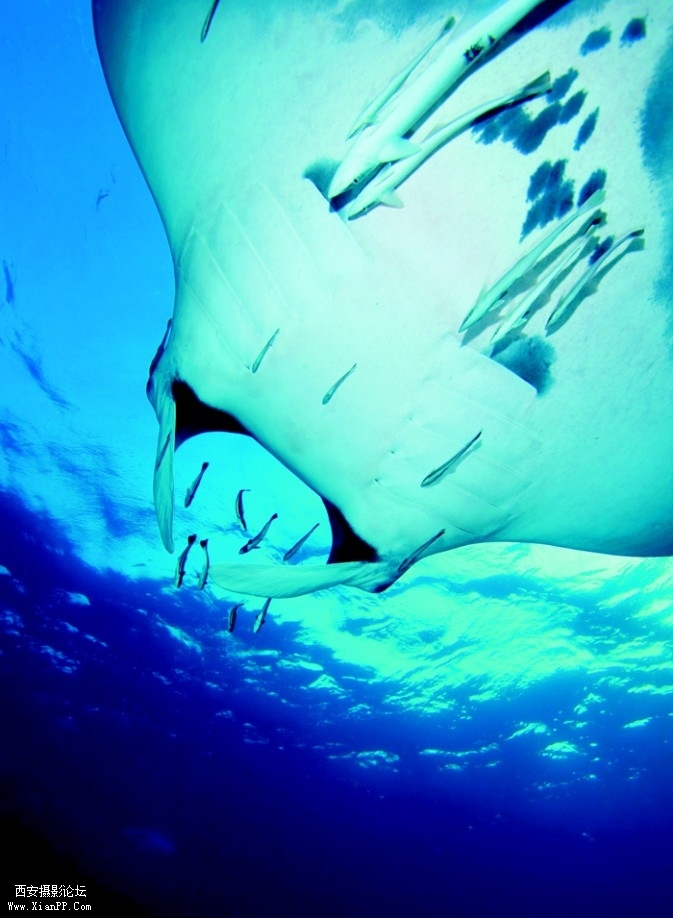 ocean03-673x918.jpg