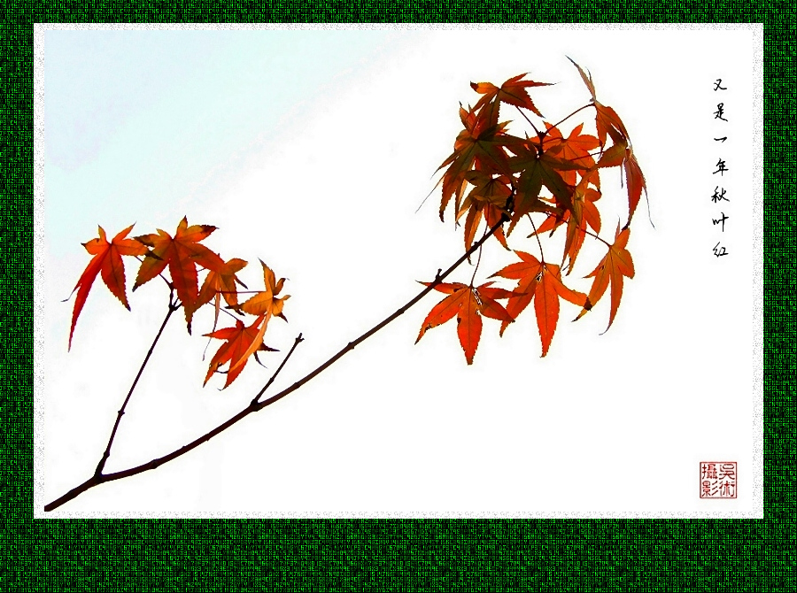 枫05c.jpg