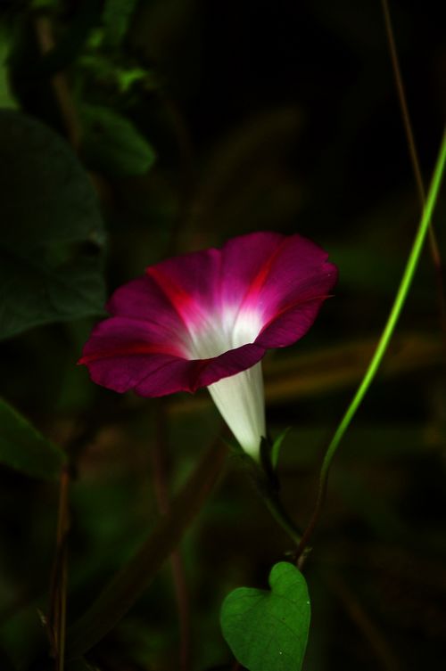 DSC_001712.jpg