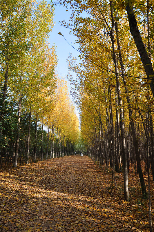 DSC_0086_副本.jpg