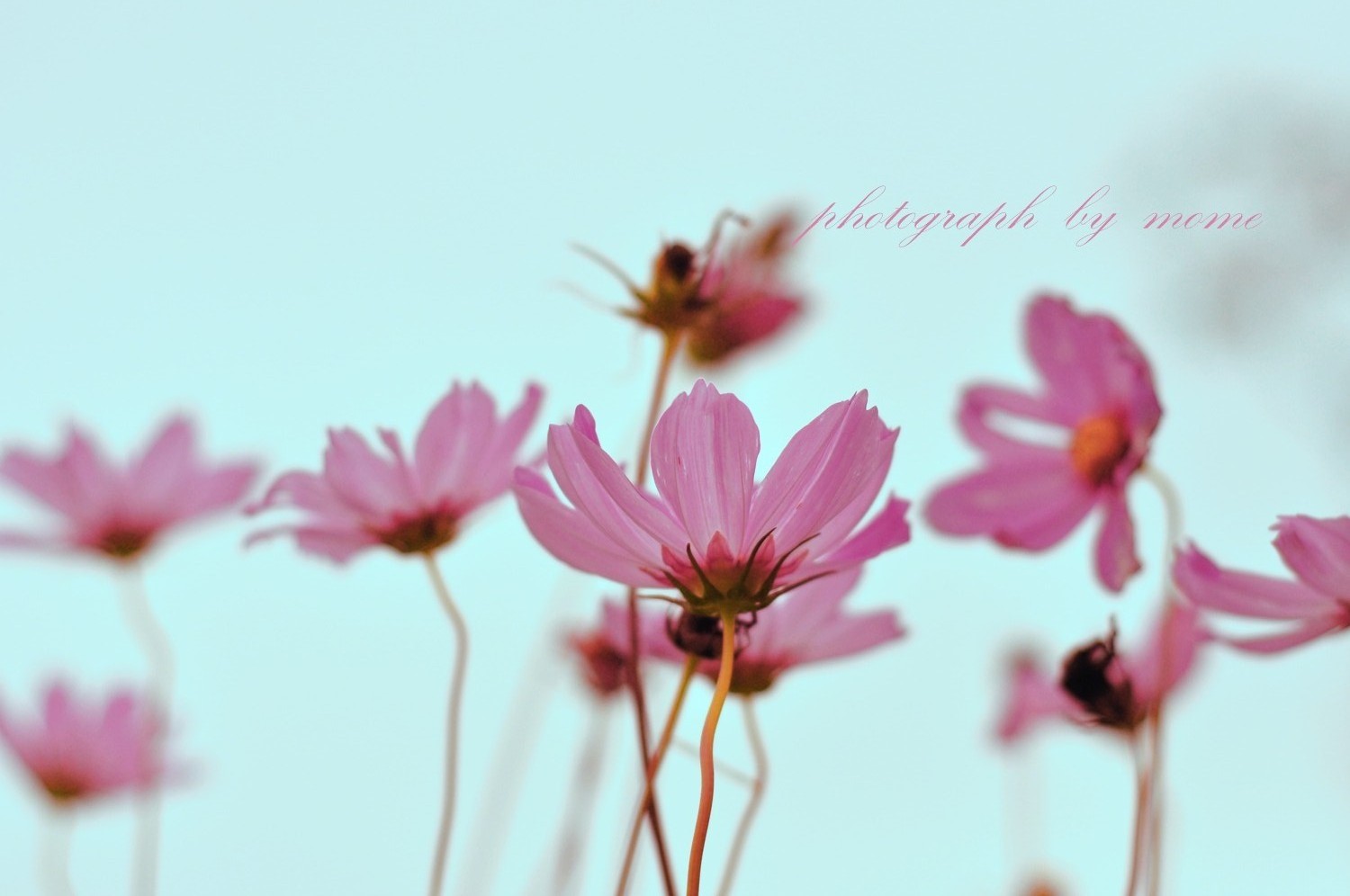 波斯菊.jpg