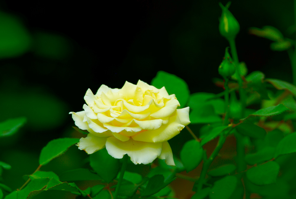 DSC_7458.JPG