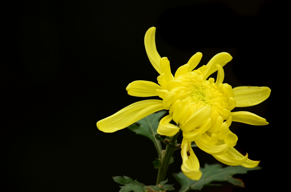 DSC_0036.jpg