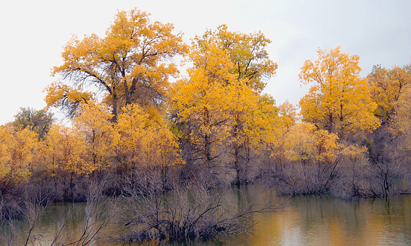 库车胡杨_副本.jpg