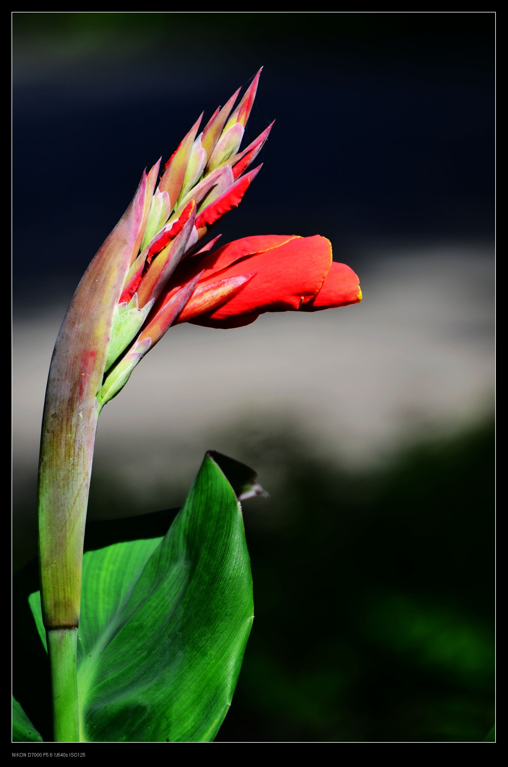 nEO_IMG_DSC_4375.jpg