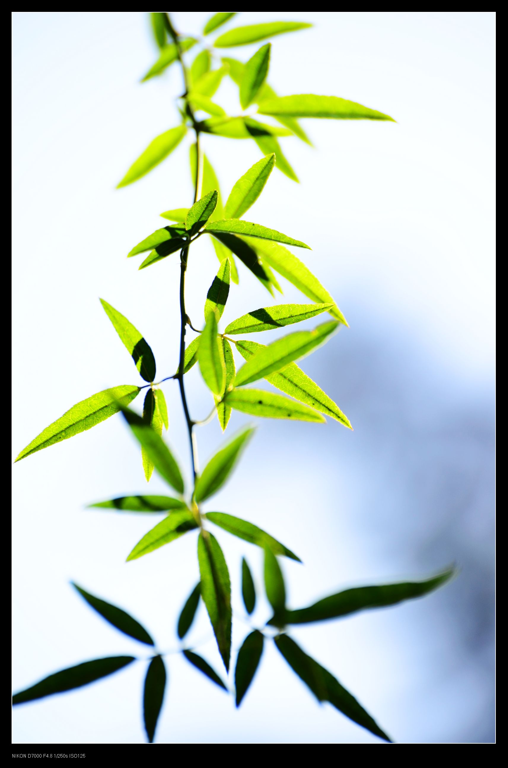 nEO_IMG_DSC_4459.jpg