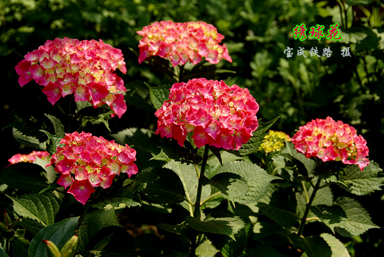 绣球花1.jpg
