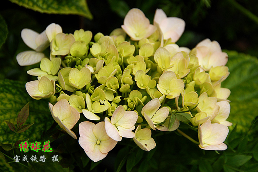 绣球花10.jpg