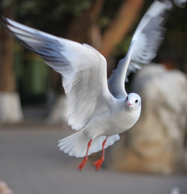 IMG_0412 (617x640).jpg