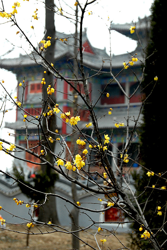 腊梅6.jpg