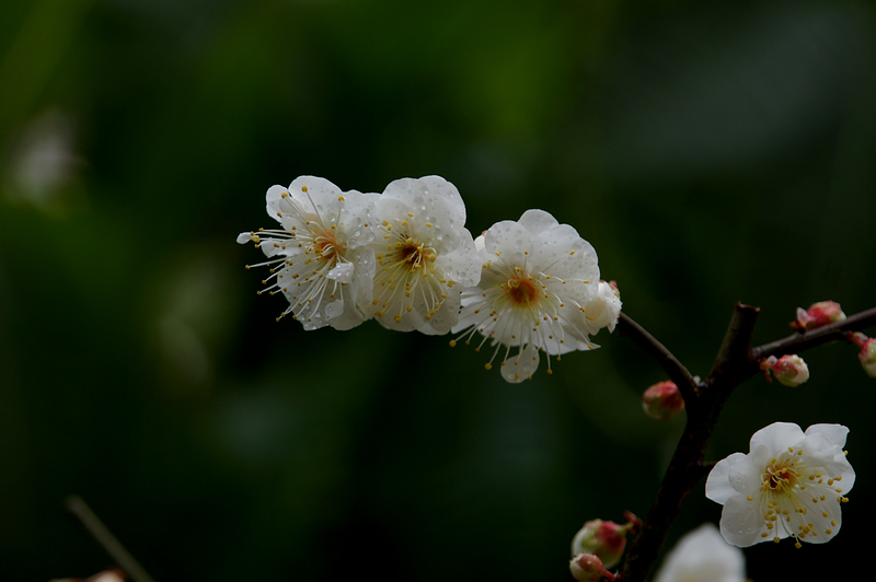 DSC08472A.jpg