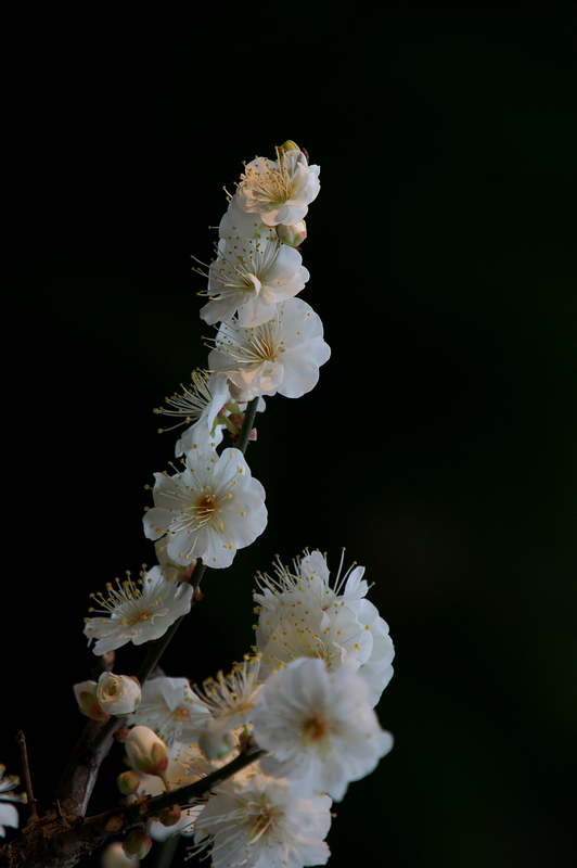 DSC08627A.jpg