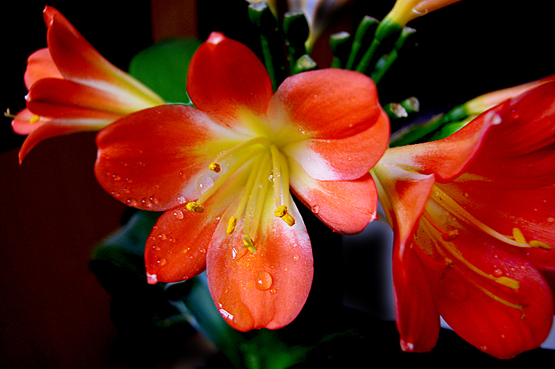 君子兰花 (8).jpg