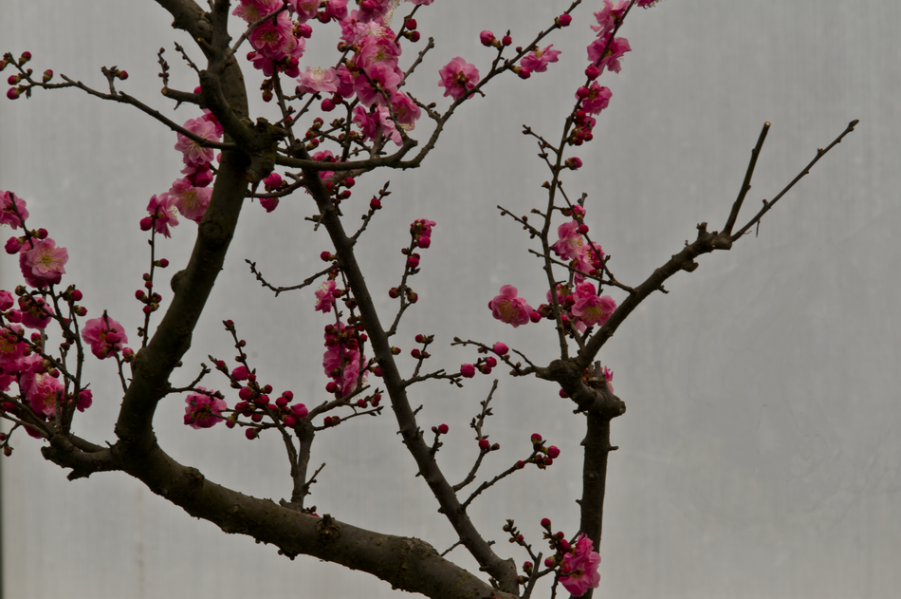 DSC_3454_调整大小.png