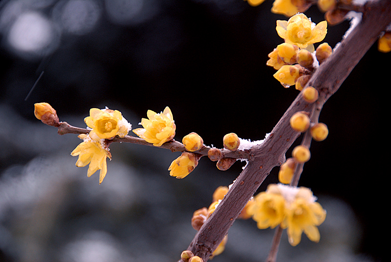 腊梅 (1).jpg