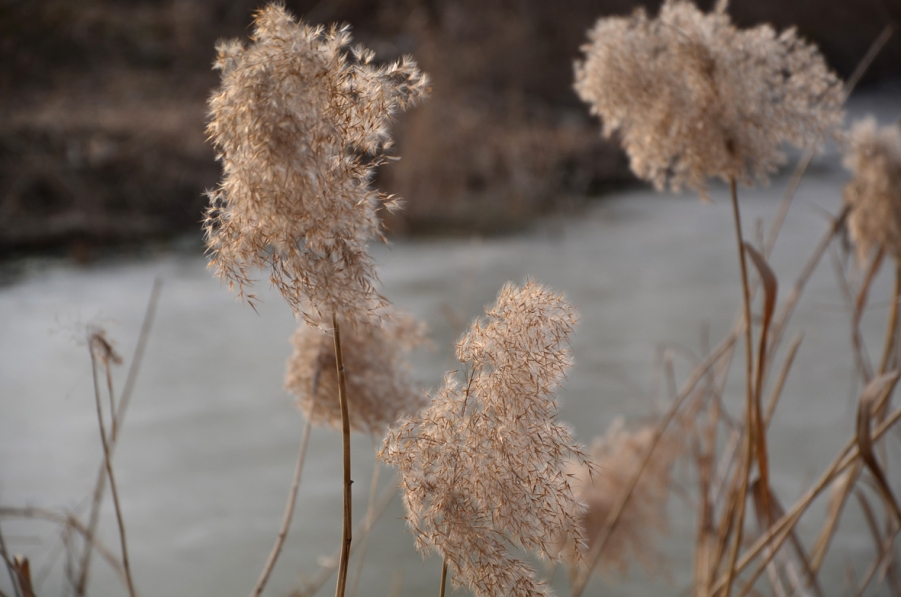 DSC_2581.JPG
