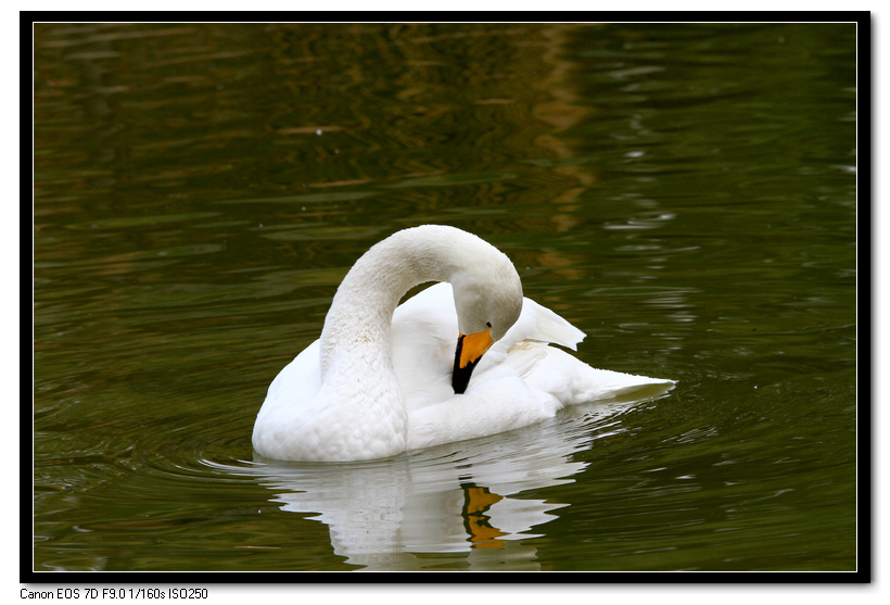 芙蓉园拍摄 050.JPG