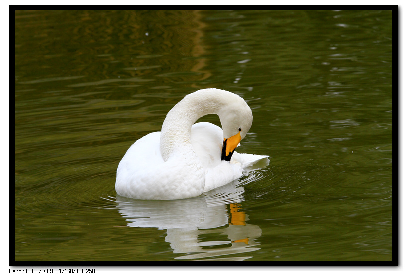 芙蓉园拍摄 055.JPG